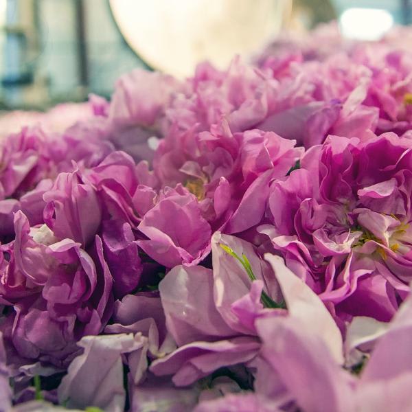 Firmenich Ingredients go digital in the Middle East & Africa region